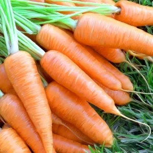 Продам свежую морковь.