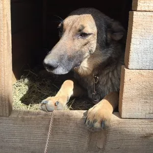 Отдам даром собачку  