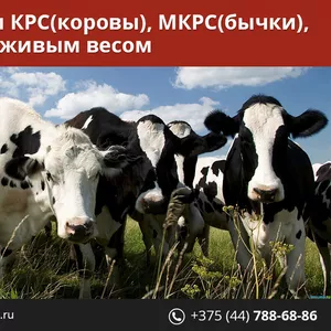 Закупаем КРС живым весом.