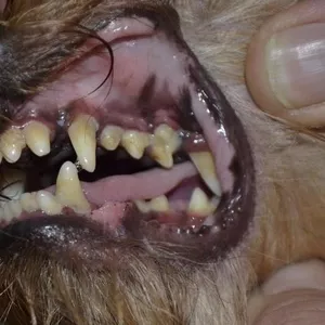 Ультразвуковая чистка зубов собакам мелких пород без наркоза 