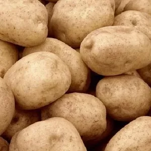 Продам картофель крупный,  без химии,  домашний,  высокие вкусовые качества.