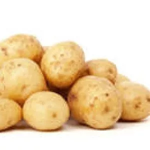 Картофель крупный,  без химии,  домашний,  высокие вкусовые качества.