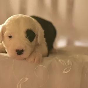 Продаются щенки Бобтейла! Puppy for sale