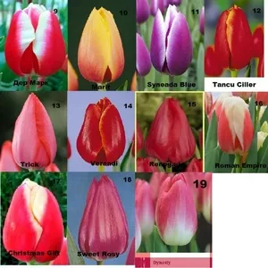 Тюльпаны оптом и розницу
