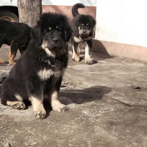Прекрасные щенки тибетского мастифа