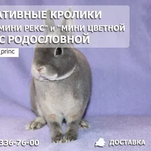 Декоративные кролики мини рекс и цветной карлик Минск