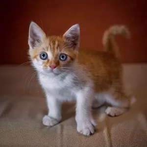 Рыжий котенок в дар