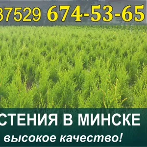 Растения хвойные в Минске. Низкие цены.