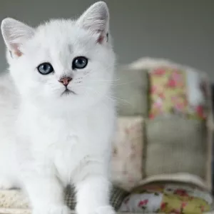 Котята британские шиншиллы с изумрудными глазками