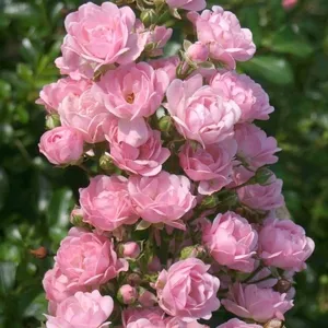 Cортовые розы,  пионы,  тюльпаны,  гортензии,  клематисы и др