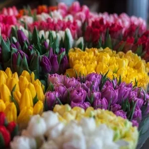 Тюльпаны лучших сортов оптом со склада в Минске