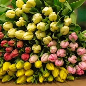 Качественные Тюльпаны выгодно оптом в Минске