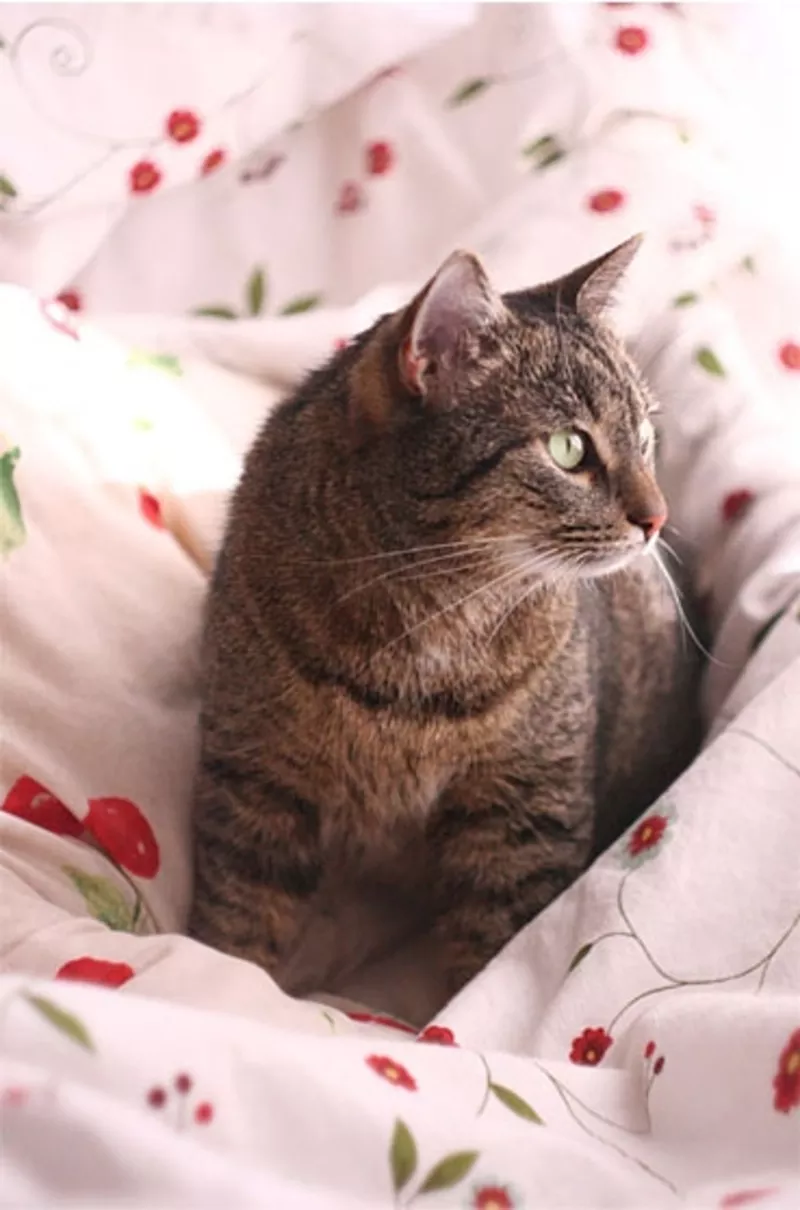 Сима – самая уютная полосатая кошка! В дар! 6