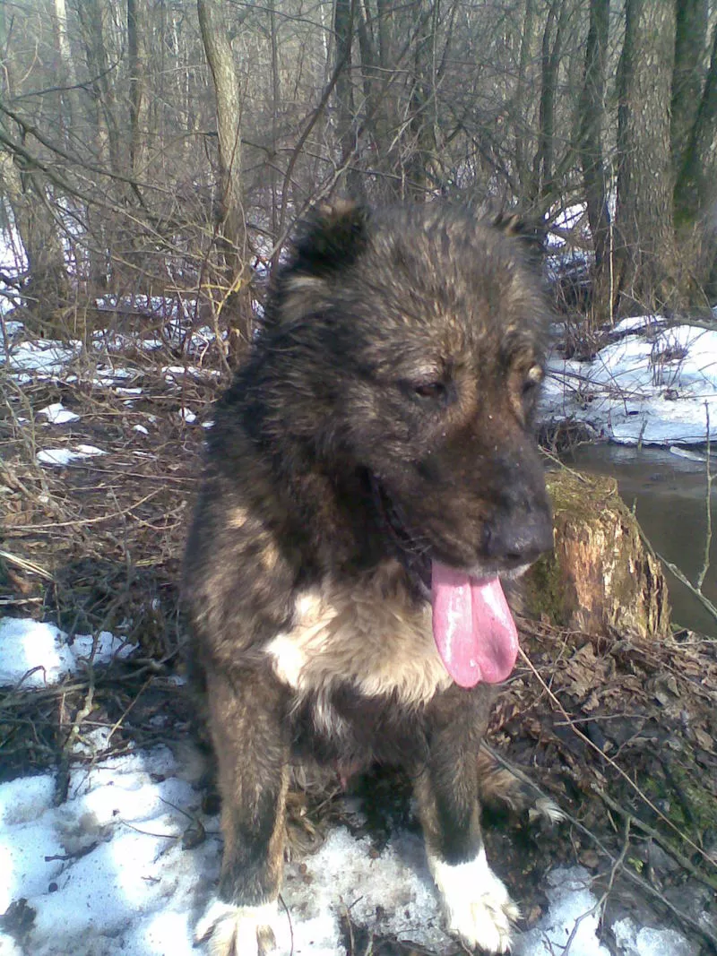 в дар в хорошие руки