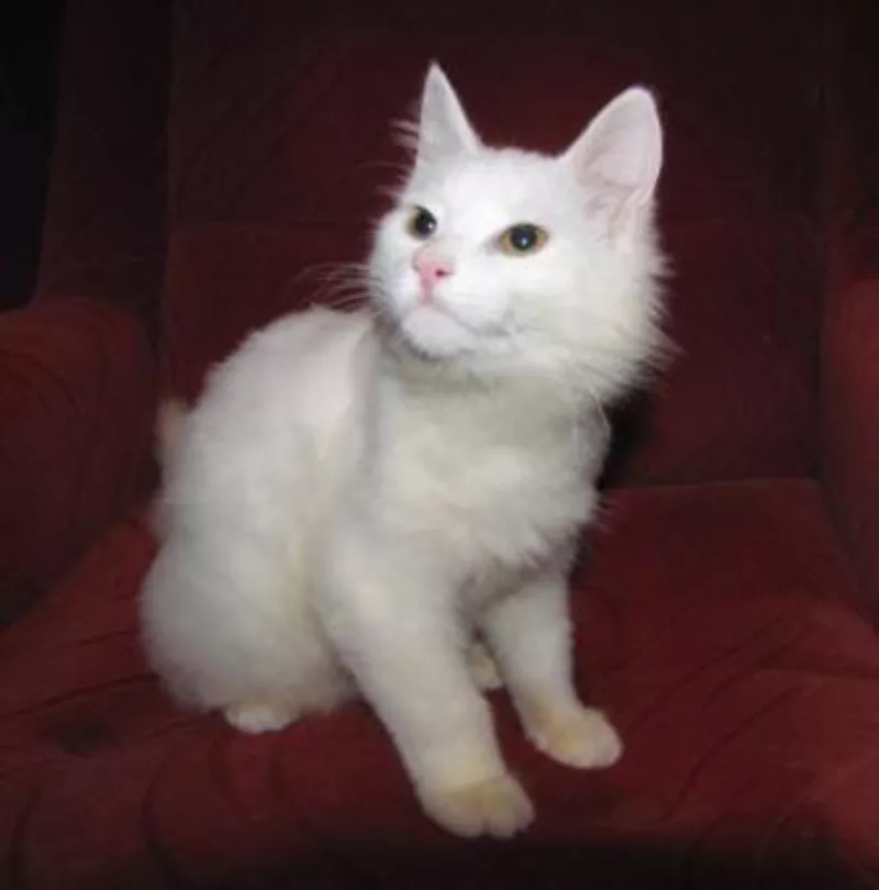 Кошечка красавица москвы. Какая рыночная цена чисто белого котенка.