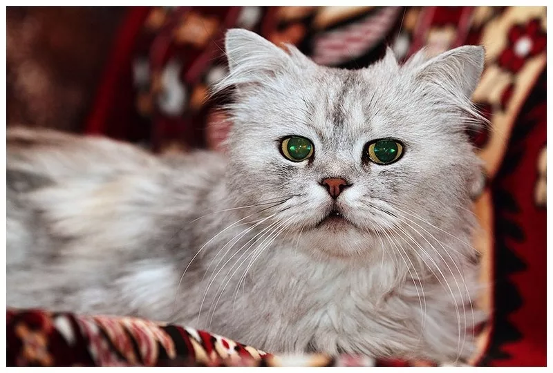 Питузо - уникальной красоты кот в дар!