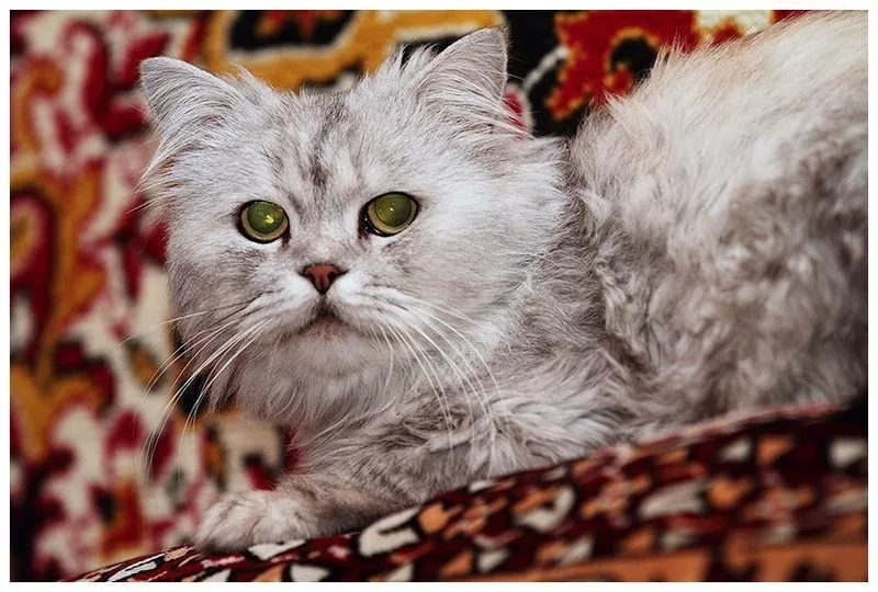 Питузо - уникальной красоты кот в дар! 3