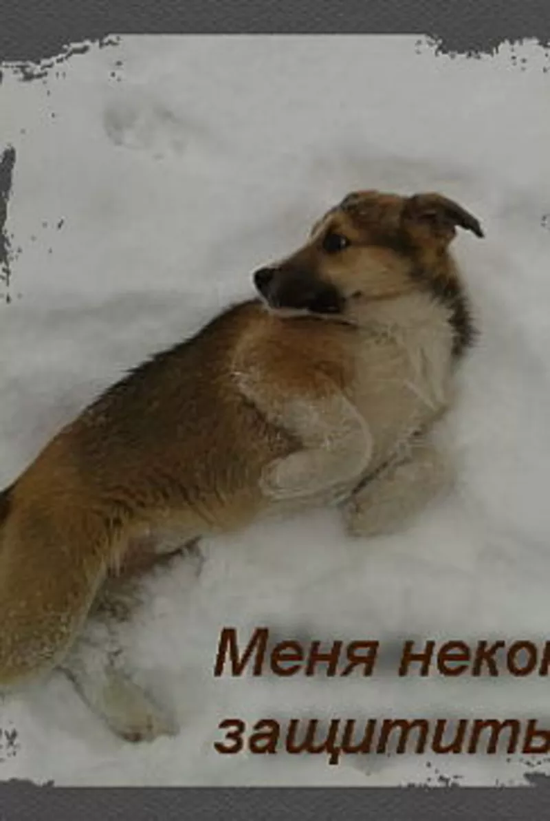 Щенки срочно ищут хозяев!!!! 3