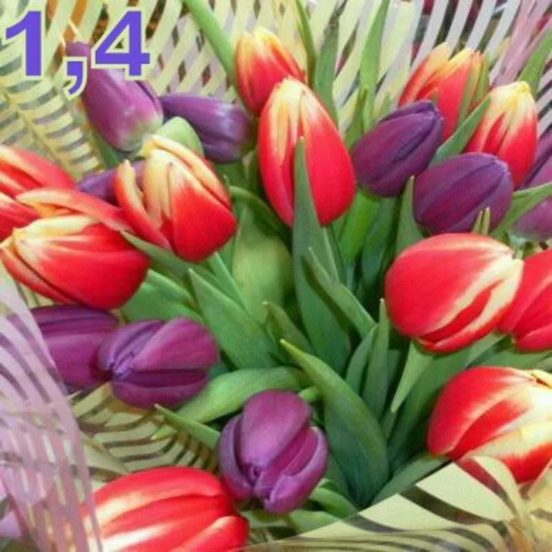 Тюльпаны к 8 марта в Минске, недорого 4