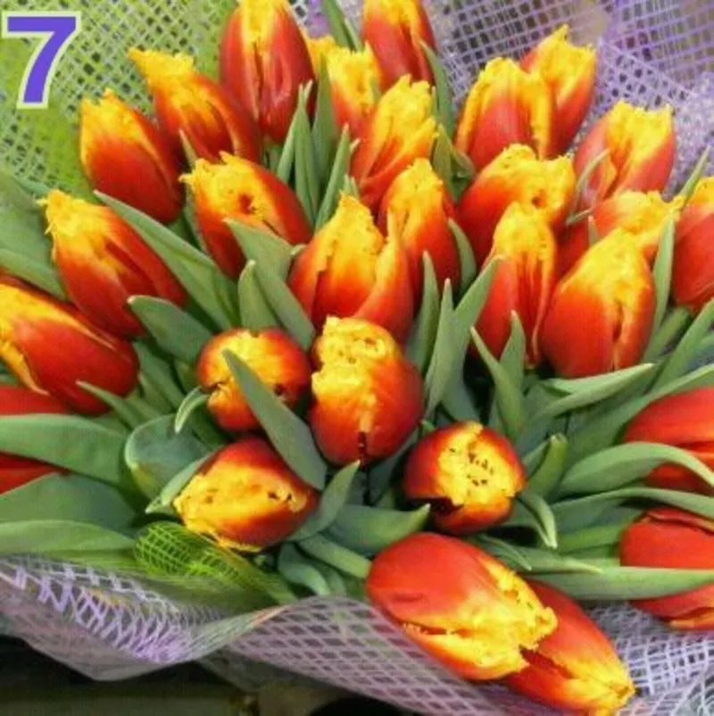 Тюльпаны к 8 марта в Минске, недорого 6