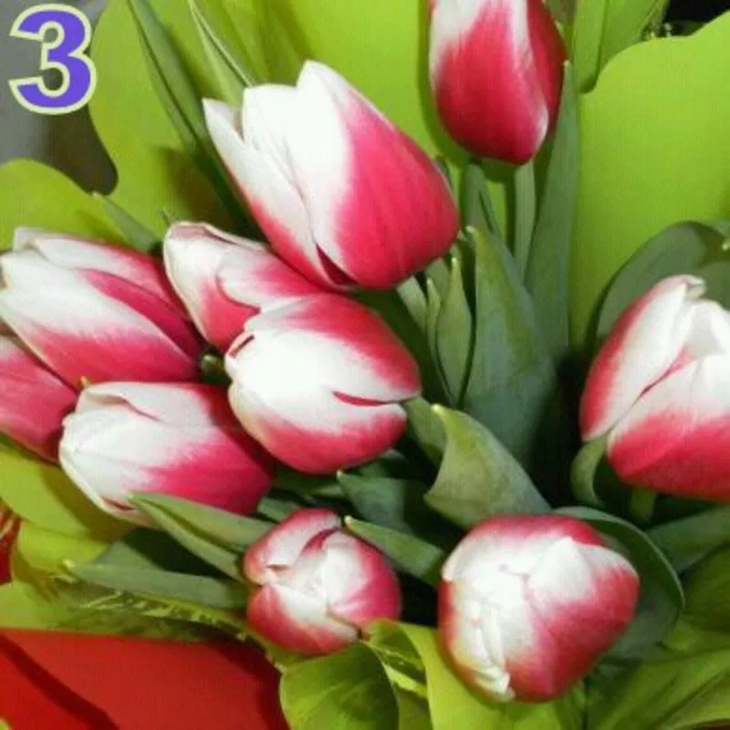 Тюльпаны к 8 марта в Минске, недорого 7