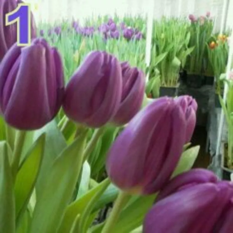 Тюльпаны к 8 марта в Минске, недорого 9