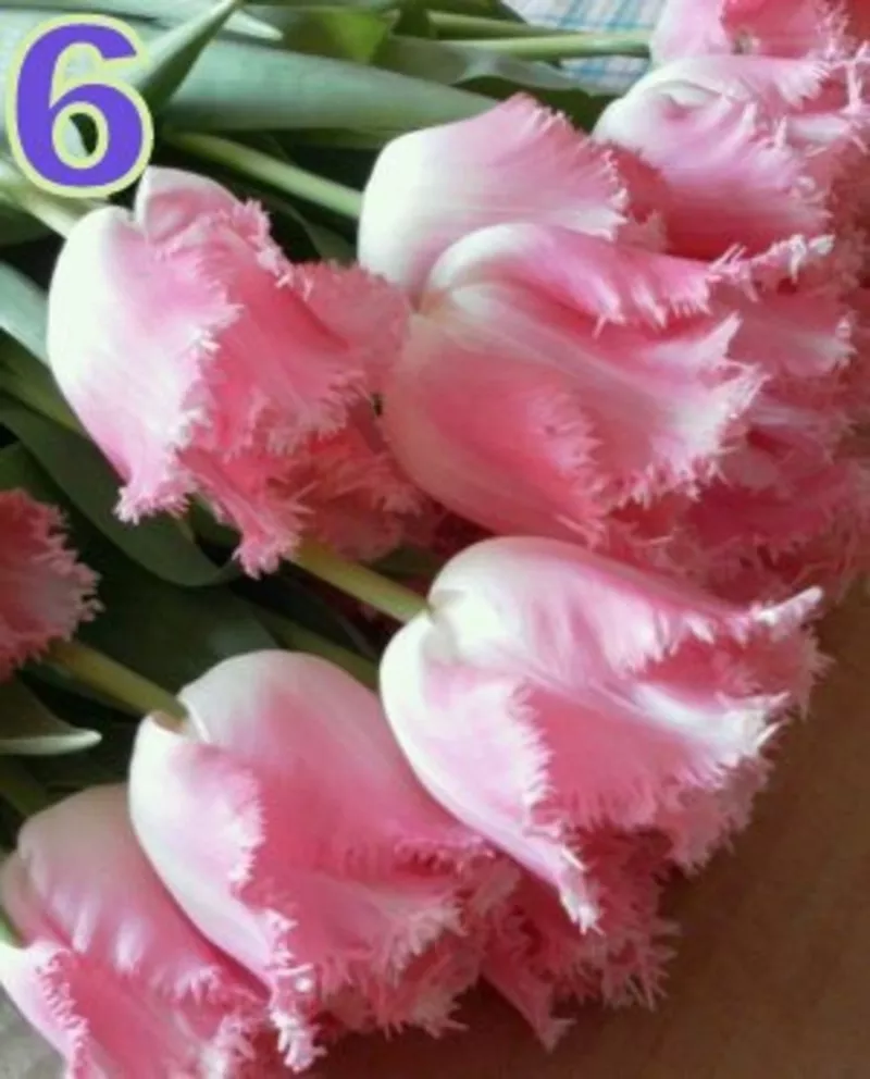 Тюльпаны к 8 марта в Минске, недорого 10