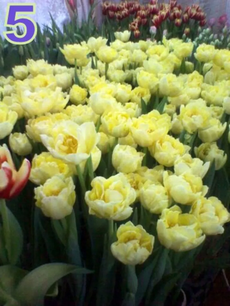 Тюльпаны к 8 марта в Минске, недорого 11