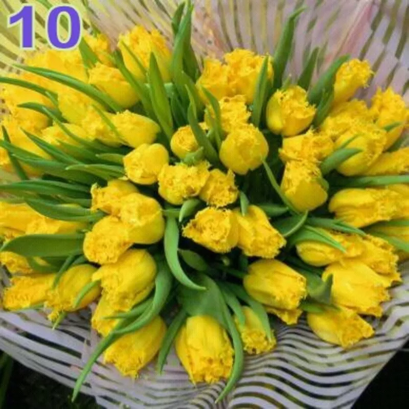 Тюльпаны к 8 марта в Минске, недорого 15