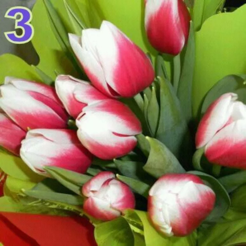Тюльпаны к 8 марта в Минске, недорого 16