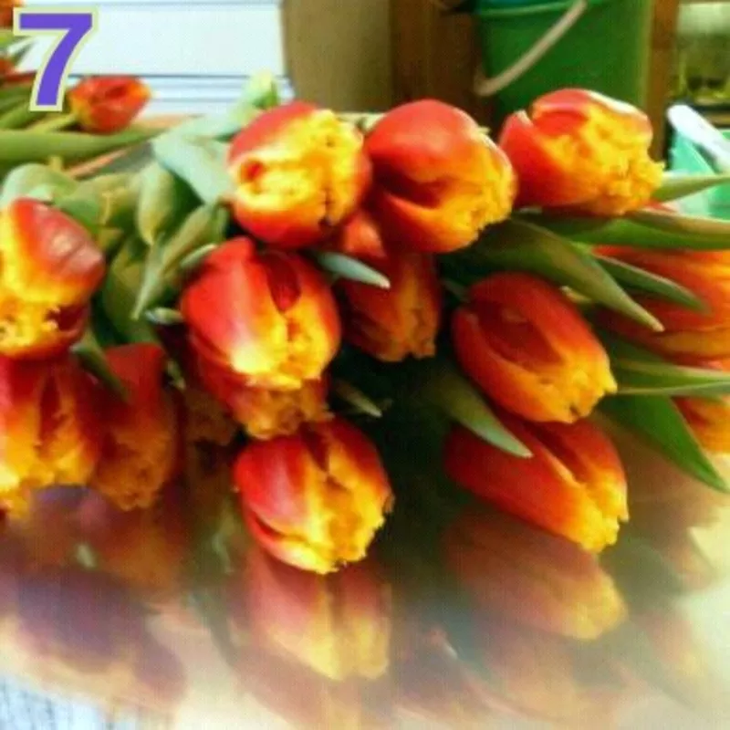 Тюльпаны к 8 марта в Минске, недорого 17