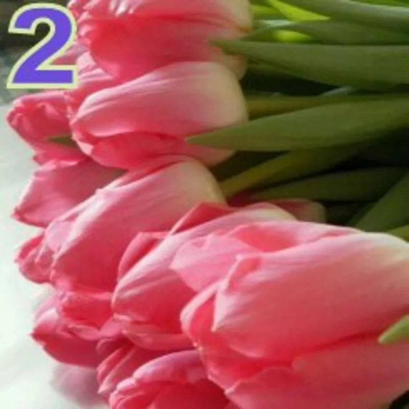 Тюльпаны к 8 марта в Минске, недорого 18