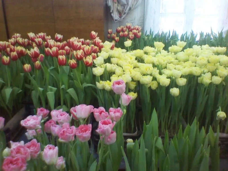 Тюльпаны к 8 марта в Минске, недорого 21
