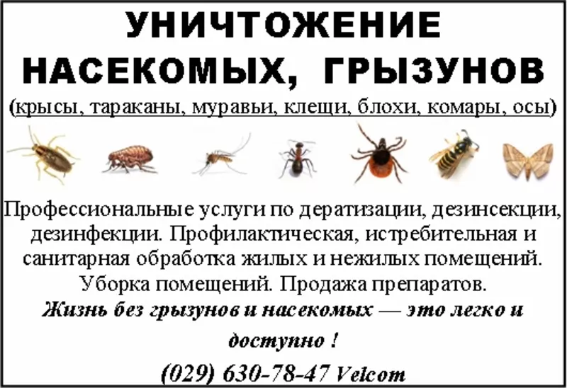 Уничтожение насекомых и грызунов