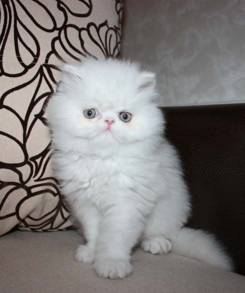 Купить кошку в беларуси. Персидские котята. Персидский котенок 2 месяца. Персы котята классика. Двухмесячные персидские котята.