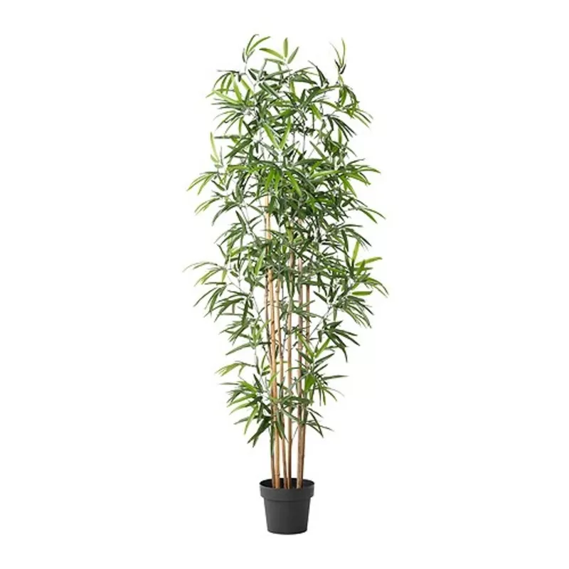декоративное растение,  бамбук