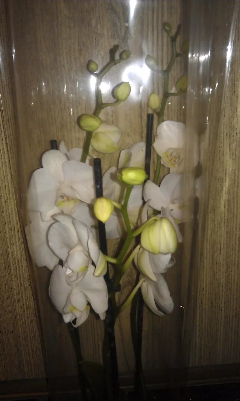 Орхидеи фаленопсис 3