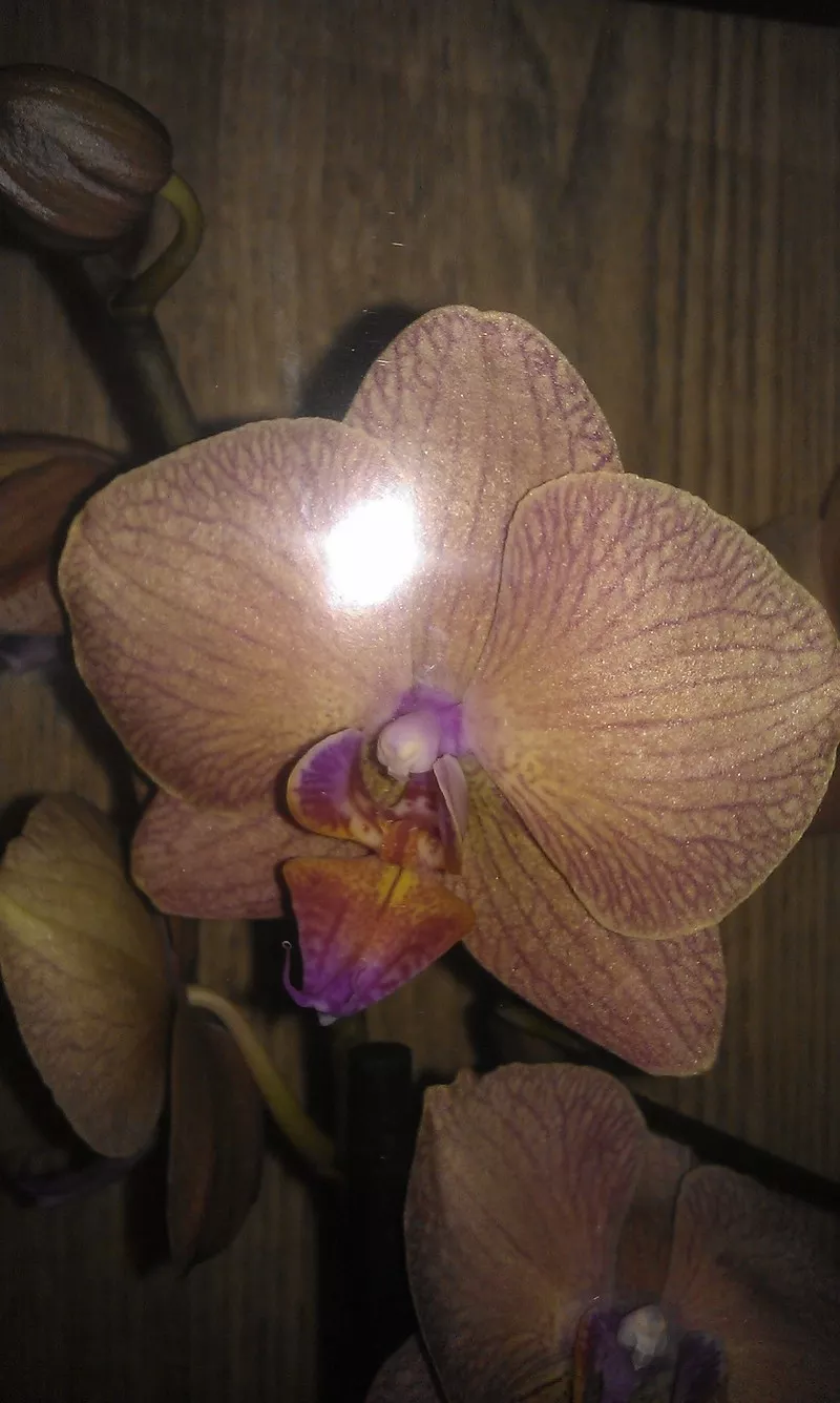 Орхидеи фаленопсис 2