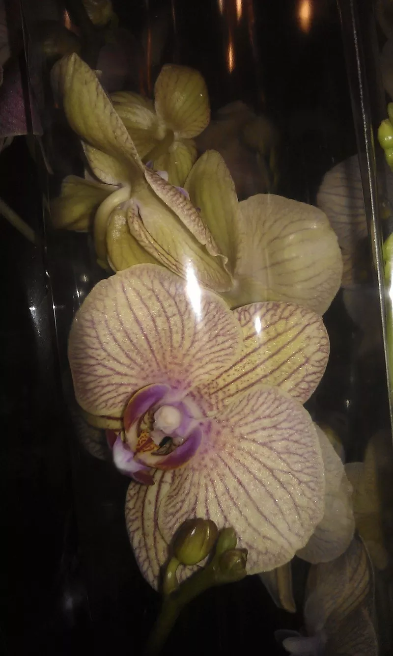 Орхидеи фаленопсис 4