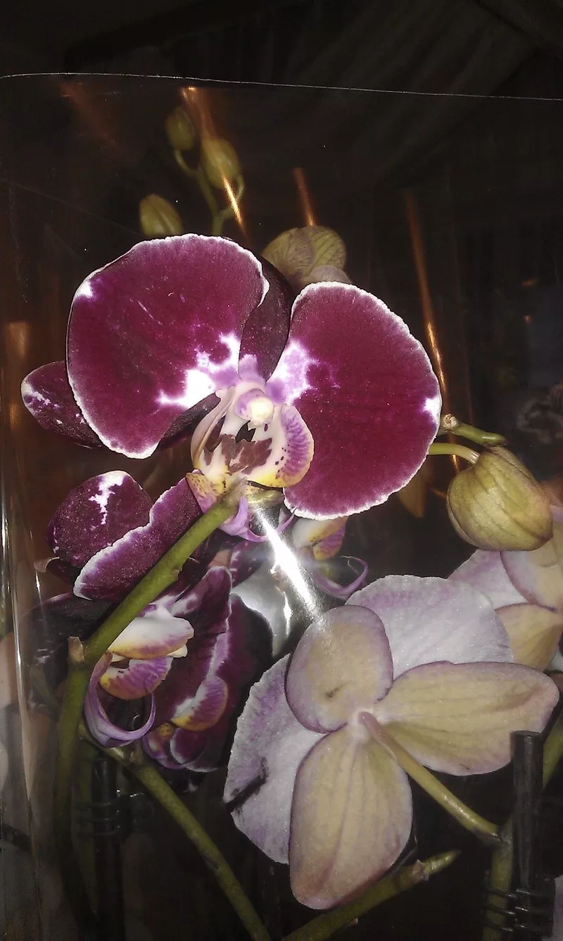 Орхидеи фаленопсис 5