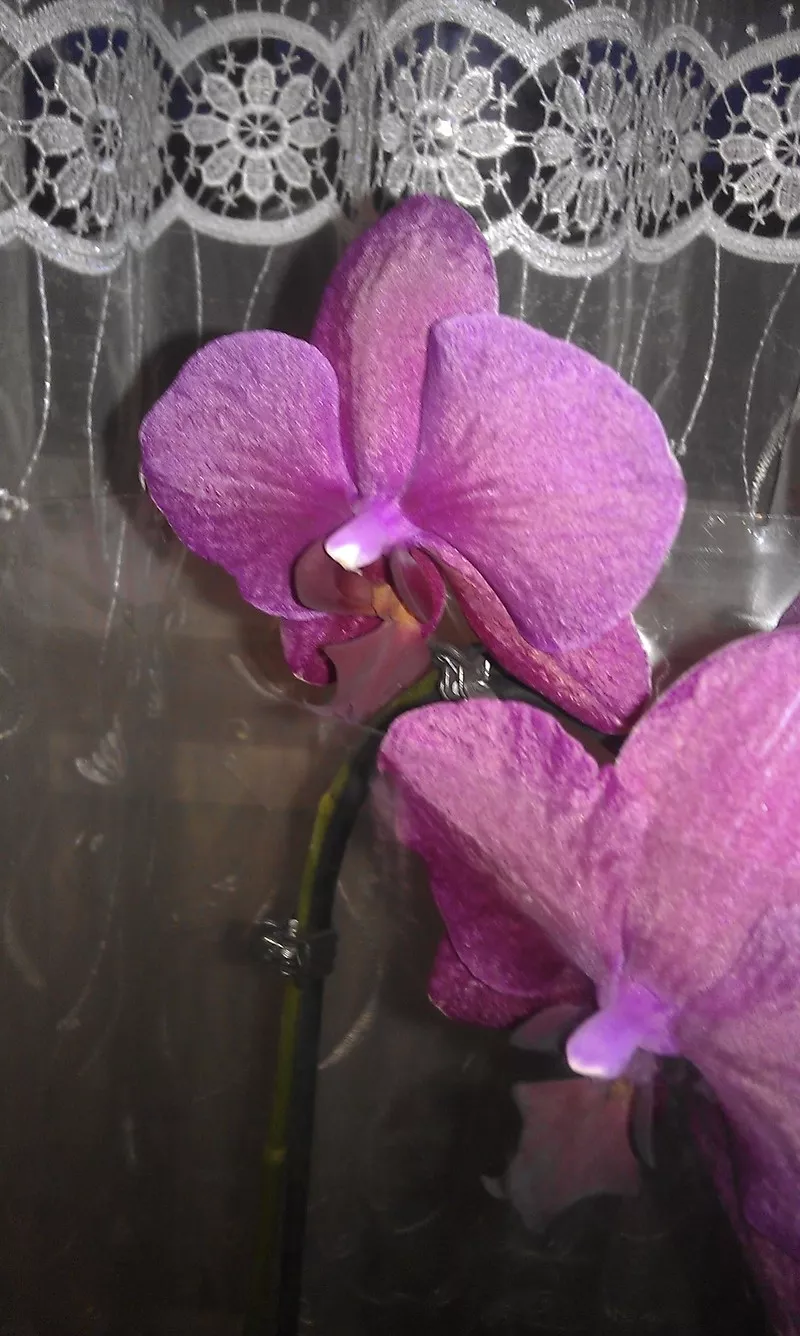 Орхидеи фаленопсис 6