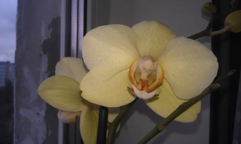Орхидеи фаленопсис 7