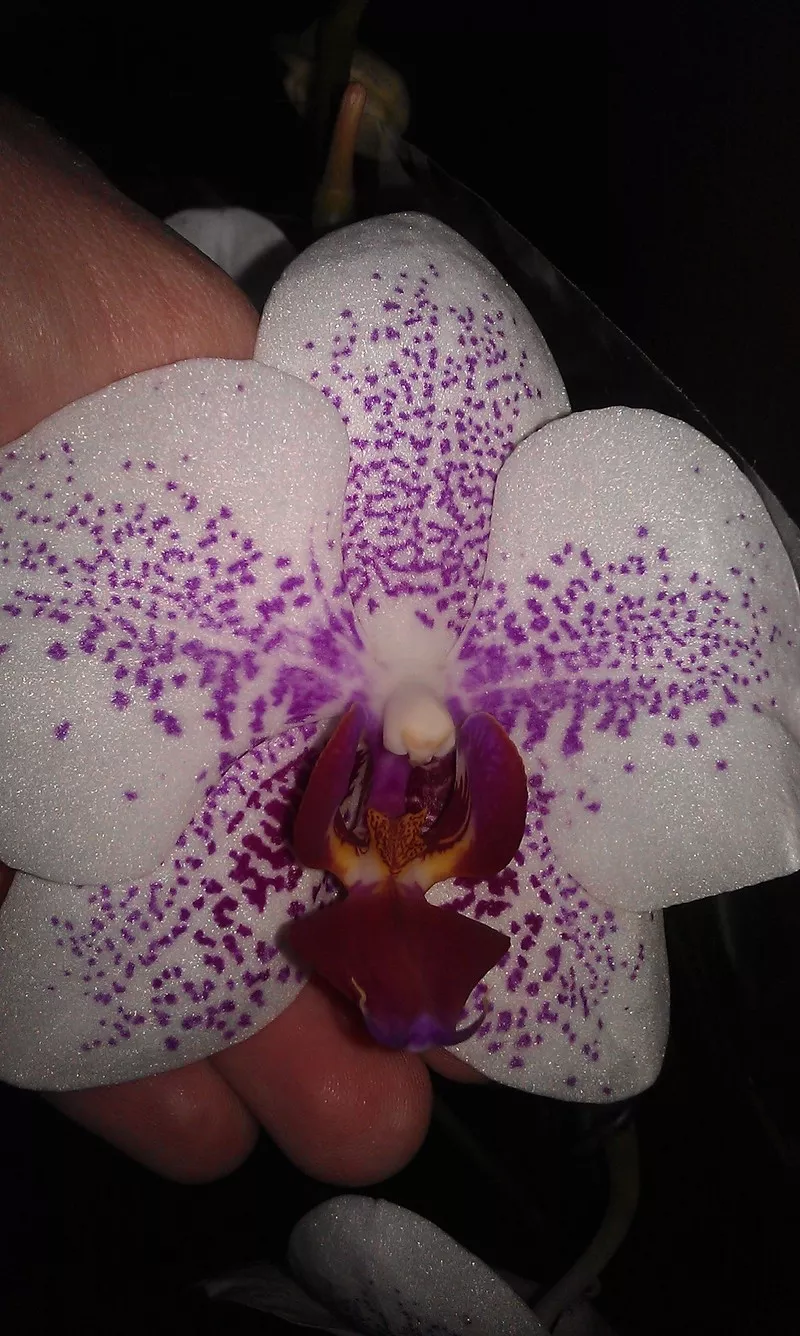 Орхидеи фаленопсис 8