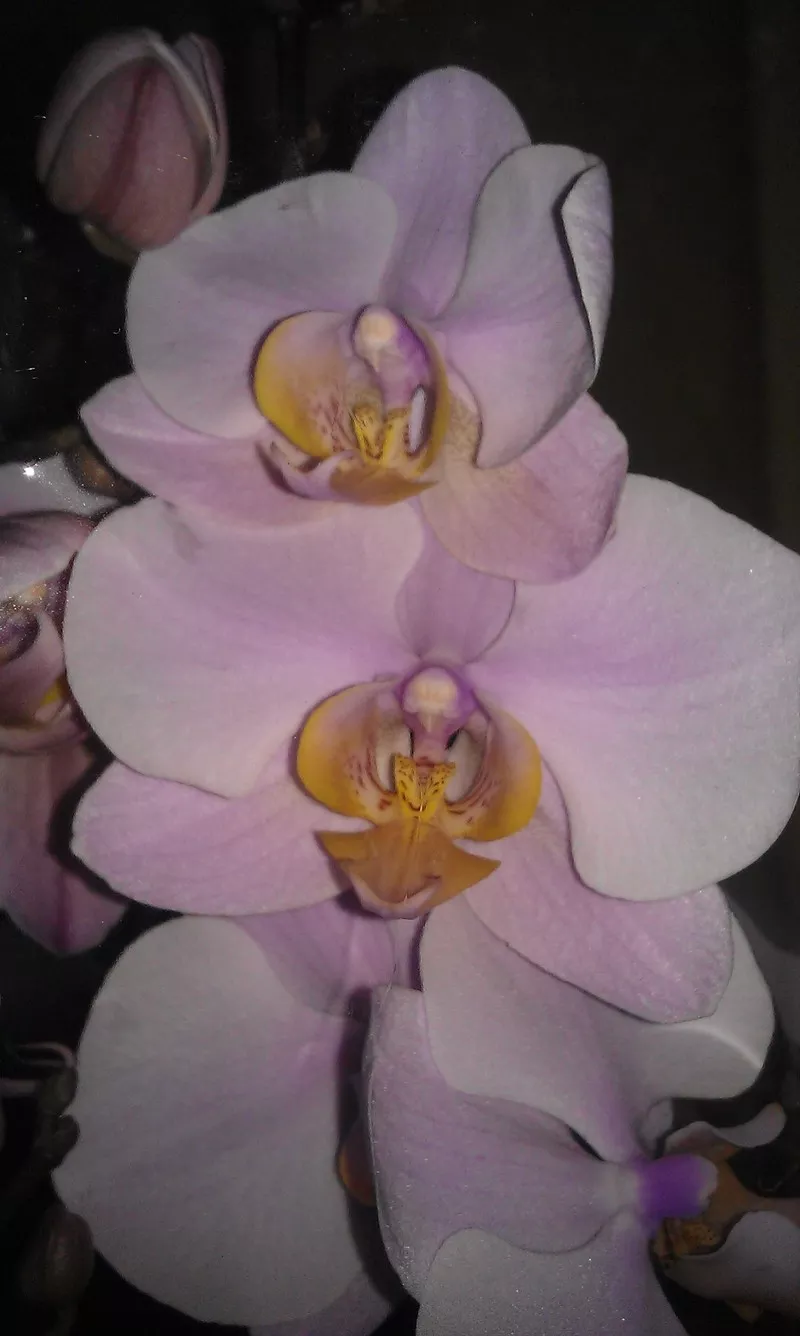 Орхидеи фаленопсис 9