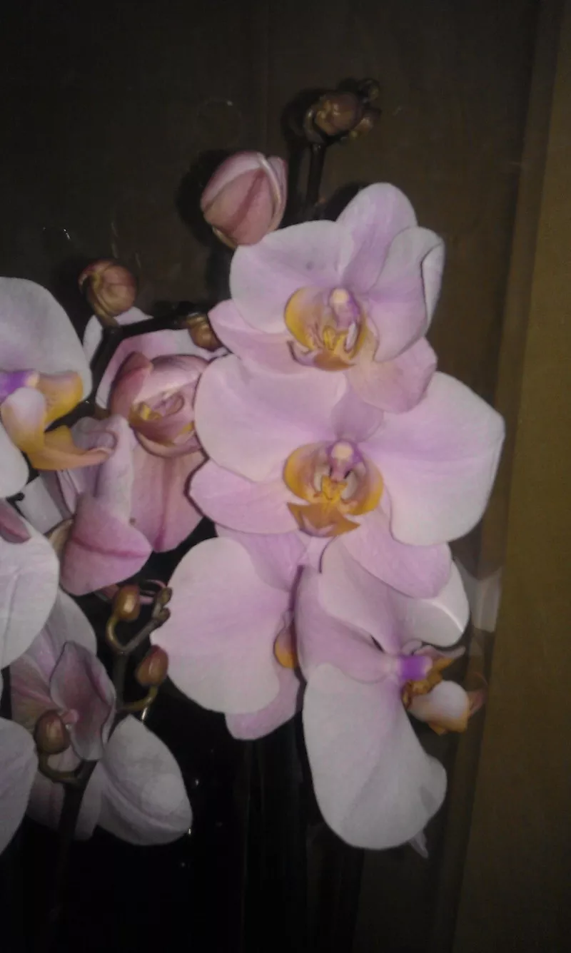 Орхидеи фаленопсис 10