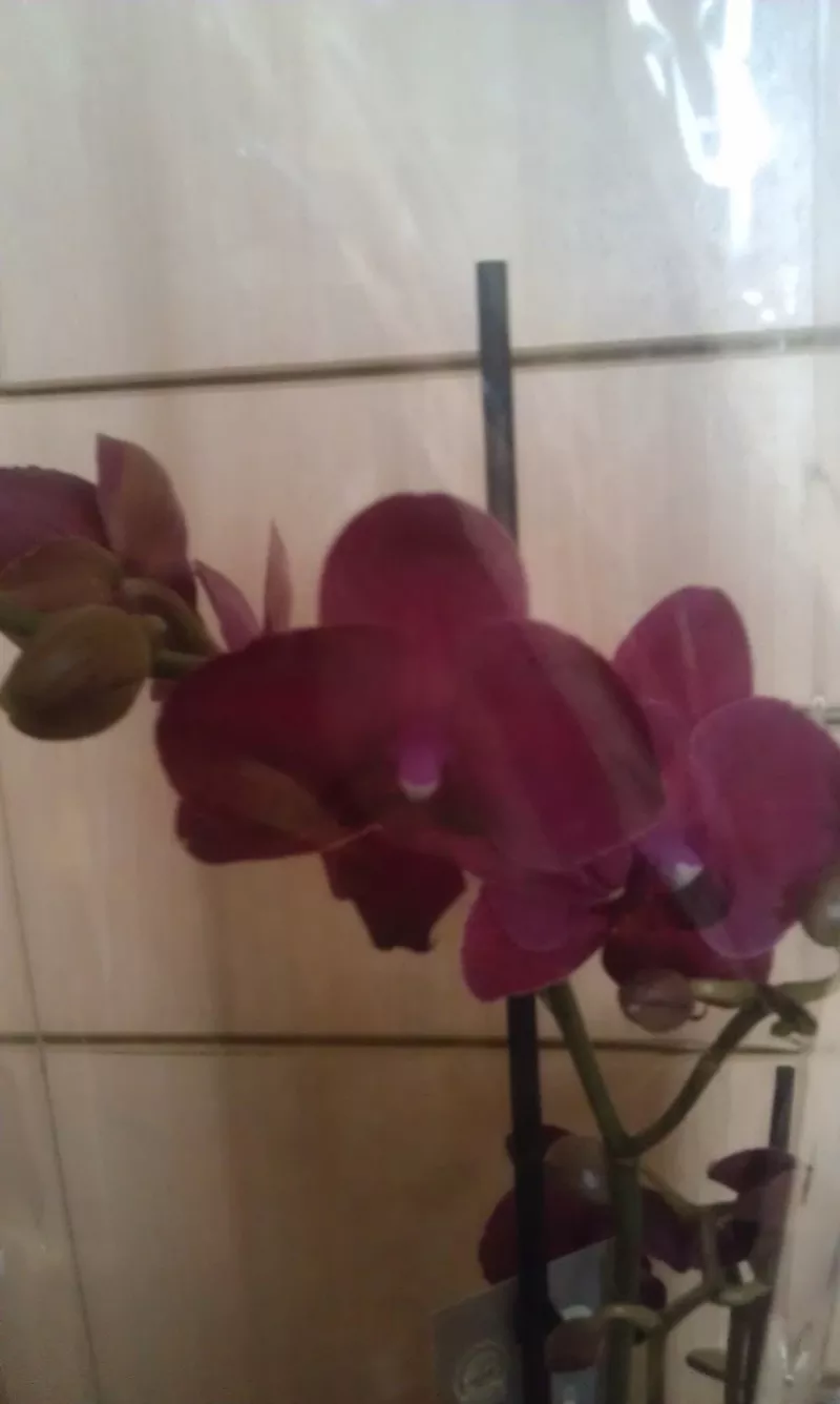 Орхидеи фаленопсис 12