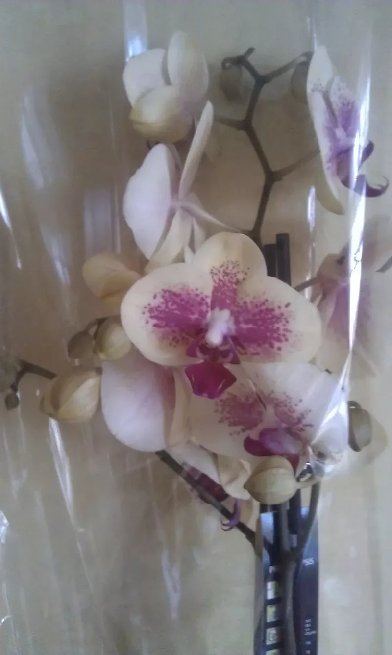 Орхидеи фаленопсис 13