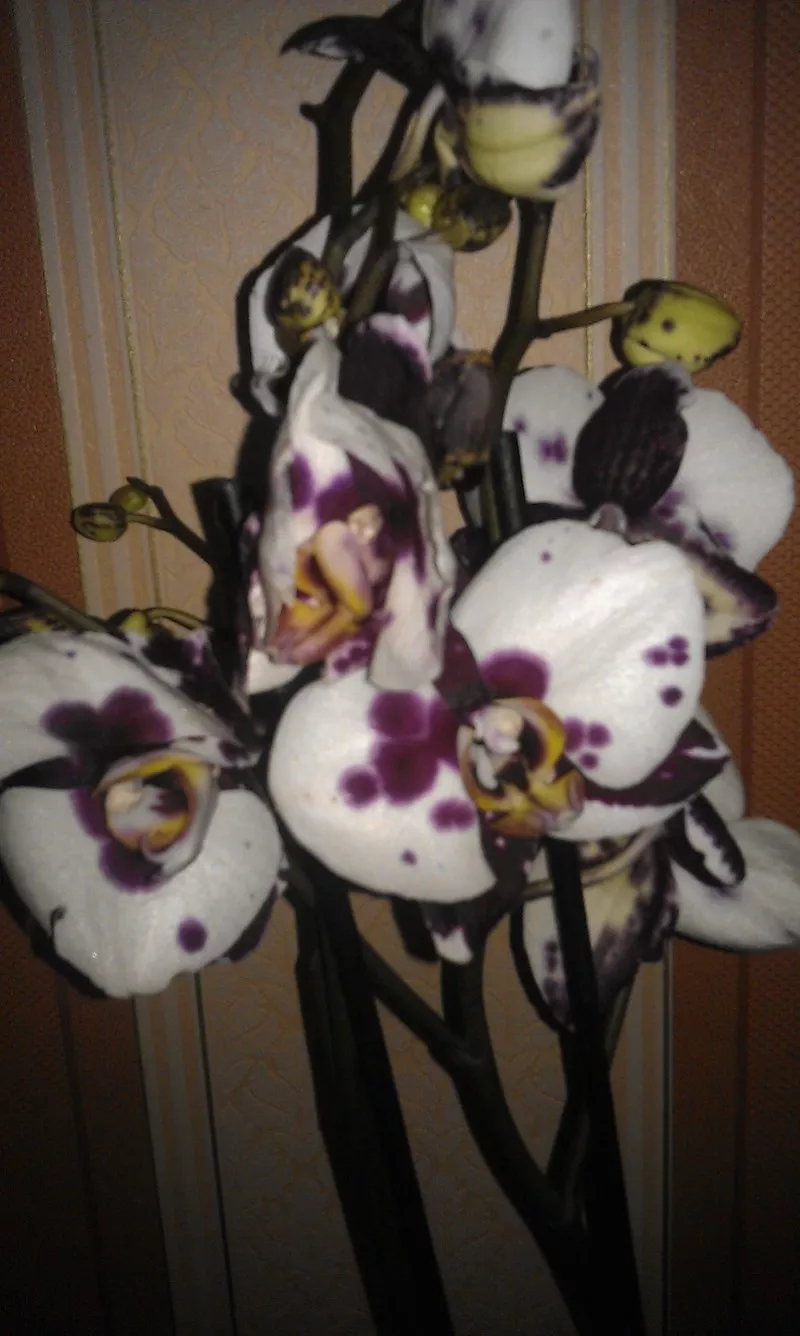 Орхидеи фаленопсис 14