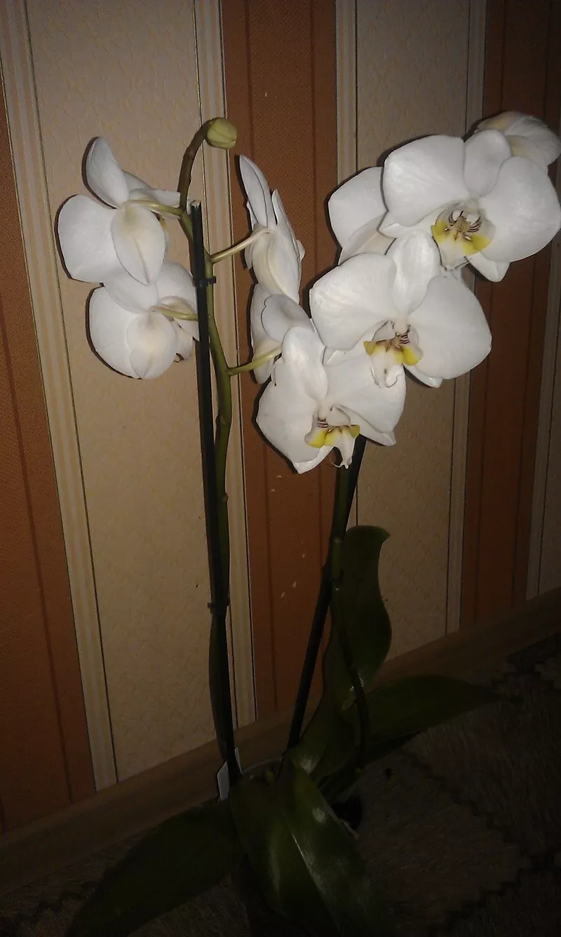 Орхидеи фаленопсис 15