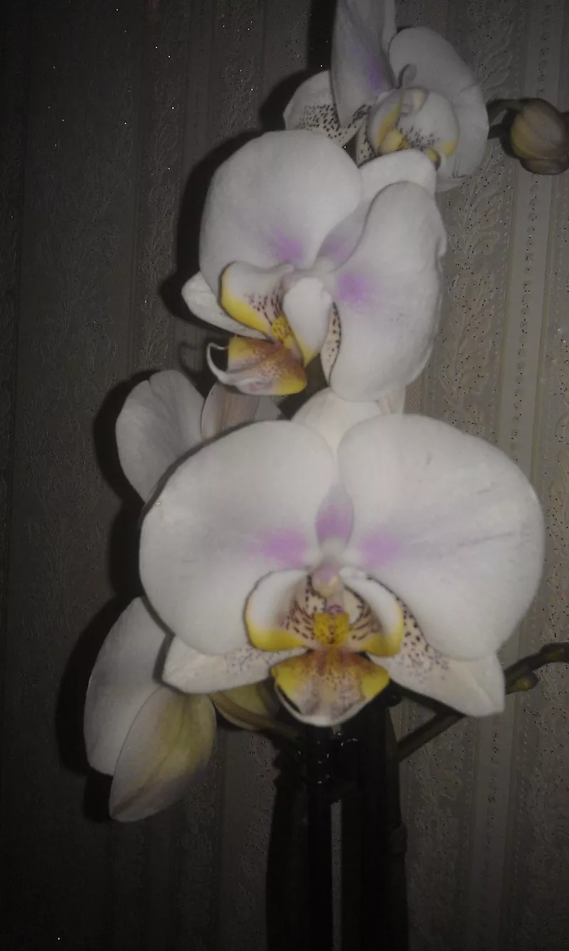 Орхидеи фаленопсис 16